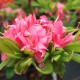 Rhododendron Homebush C3